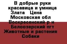 В добрые руки красавица и умница Злата › Цена ­ 10 - Московская обл., Воскресенский р-н, Белоозерский пгт Животные и растения » Собаки   